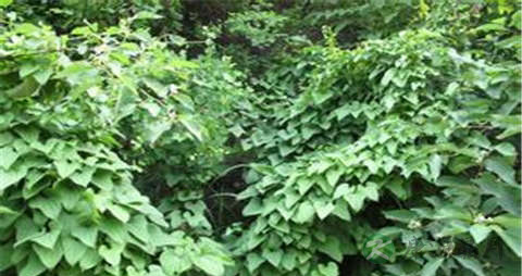 野山药的吃法_哪些人不能吃野山药
