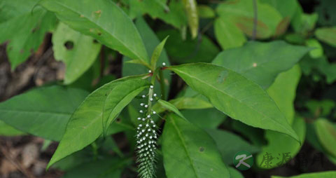 珍珠菜的吃法_哪些人不能吃珍珠菜