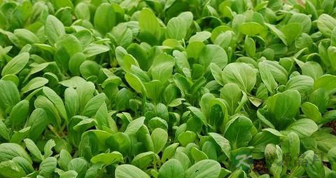 油菜的营养价值_吃油菜的好处