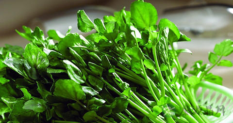 豆瓣菜的吃法_哪些人不能吃豆瓣菜