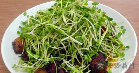 芽苗菜的吃法_哪些人不能吃芽苗菜