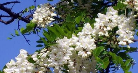 槐树花能吃吗
