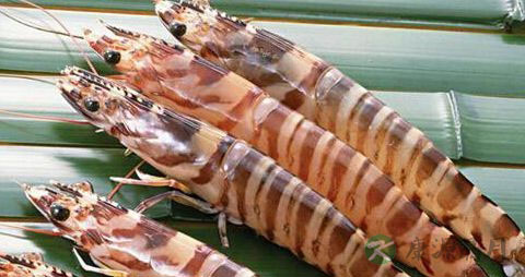 九节虾的吃法_哪些人不能吃九节虾 九节虾的吃法_哪些人不能吃九节虾