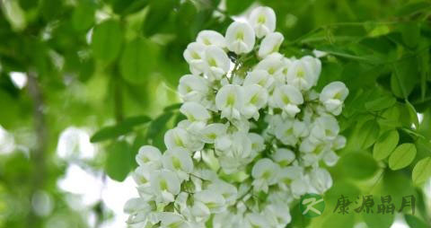 槐树花能吃吗