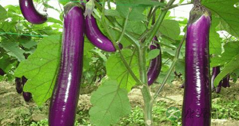 茄子的营养价值_吃茄子的好处