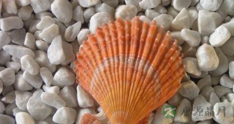 海扇的营养价值_吃海扇的好处