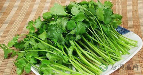 大叶香菜的吃法_哪些人不能吃大叶香菜