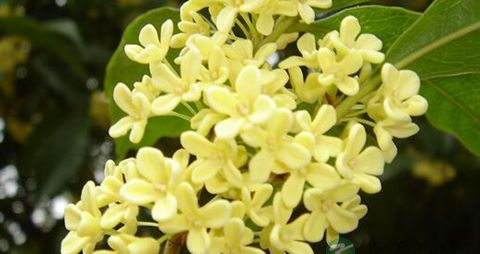 桂花的营养价值_吃桂花的好处