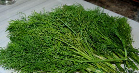 茴香菜的吃法_哪些人不能吃茴香菜