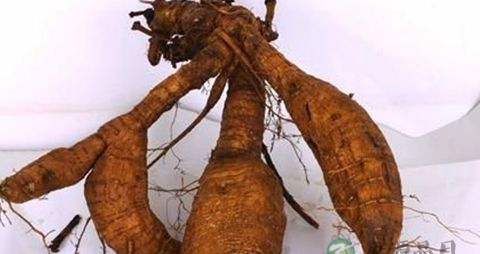 野葛根的营养价值_吃野葛根的好处