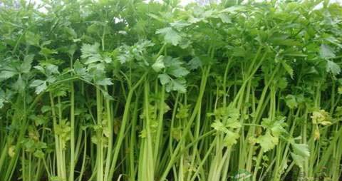 芹菜的营养价值_吃芹菜的好处