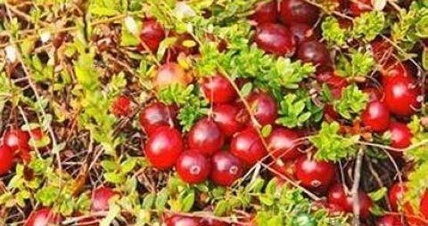 蔓越莓干泡水方法
