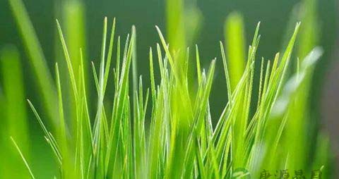 小麦苗的吃法_哪些人不能吃小麦苗