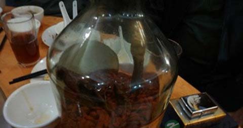 牦牛鞭泡酒配方