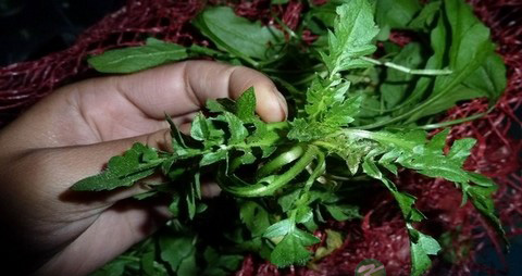 荠菜的营养价值_吃荠菜的好处