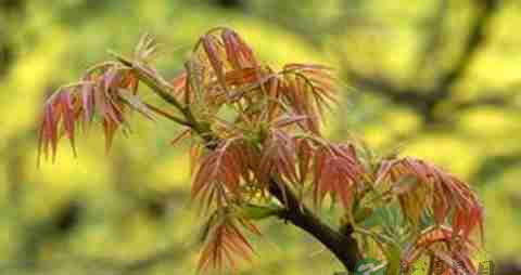 香椿芽的营养价值_吃香椿芽的好处