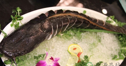 梭边鱼和鲶鱼的区别 梭边鱼和鲶鱼的区别