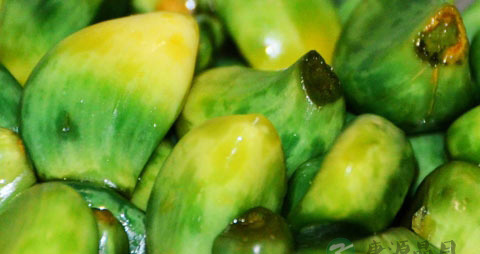 腊八蒜怕冻吗