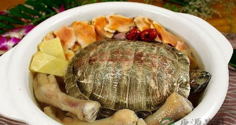 龟肉的营养价值_吃龟肉的好处