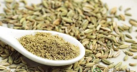 茴香的营养价值_吃茴香的好处