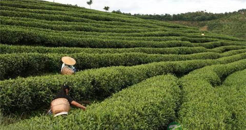 普洱茶的产地