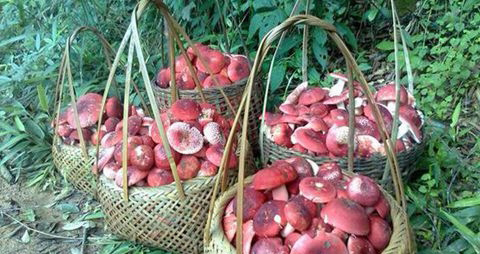 野生红菇的营养价值_吃野生红菇的好处
