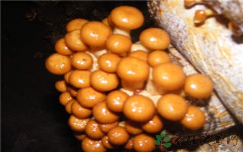 滑子菇的吃法_哪些人不能吃滑子菇