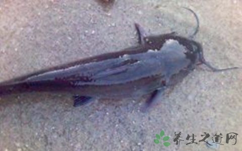 胡子鲇的营养价值_吃胡子鲇的好处