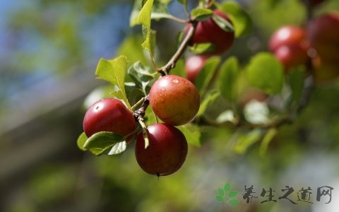 李子饭前吃还是饭后吃