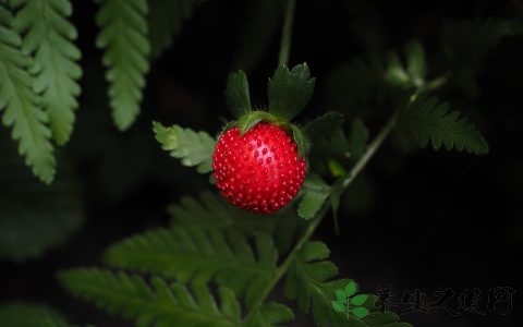 冻草莓怎么做罐头
