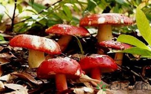 野生红菇的营养价值_吃野生红菇的好处