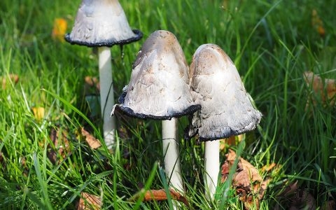鸡腿菇怎么保存