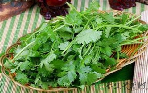 大叶香菜的营养价值_吃大叶香菜的好处