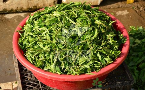 枸杞芽的营养价值_吃枸杞芽的好处