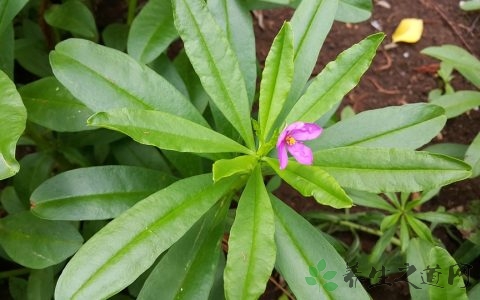 吃红薯会发胖吗