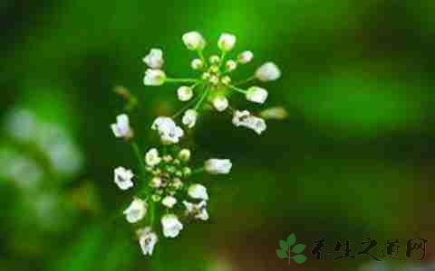 荠菜花的营养价值_吃荠菜花的好处