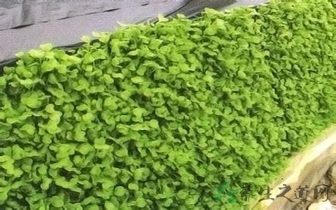 萝卜芽的吃法_哪些人不能吃萝卜芽