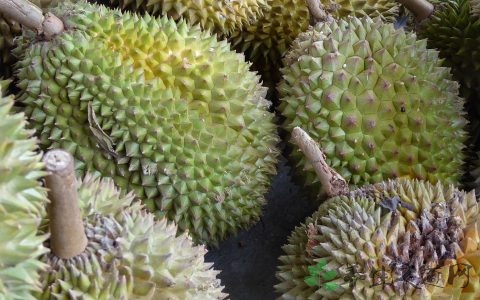 菠萝蜜和榴莲的区别
