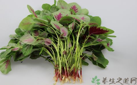 苋菜的吃法_哪些人不能吃苋菜