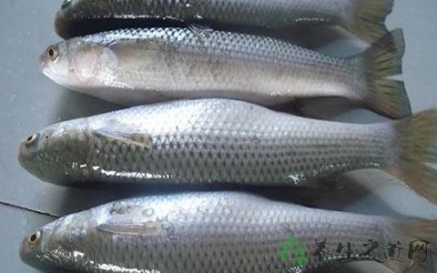 梭鱼的吃法_哪些人不能吃梭鱼 梭鱼的吃法_哪些人不能吃梭鱼