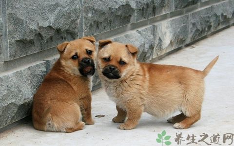 狗肉的吃法_哪些人不能吃狗肉