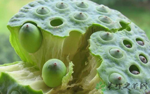 莲子的吃法_哪些人不能吃莲子