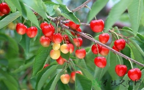 樱桃怎么吃才不酸