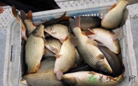 鲫鱼怎么吃最有营养 鲫鱼怎么吃最有营养