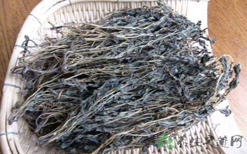 马齿苋怎么晒干
