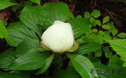 白芍的营养价值_吃白芍的好处