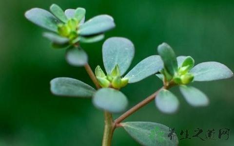 新鲜马齿苋怎么吃