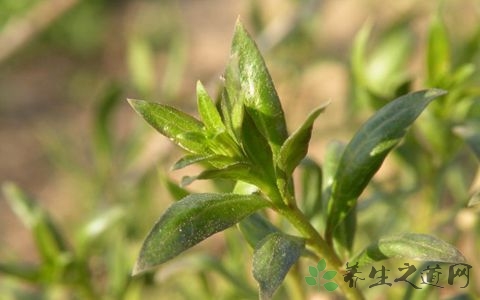枸杞芽的营养价值_吃枸杞芽的好处