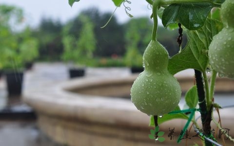 葫芦的吃法_哪些人不能吃葫芦