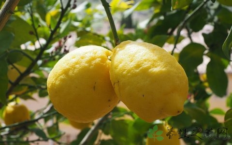 柠檬切开后怎么保存